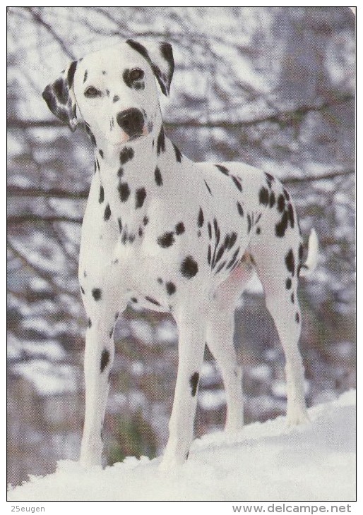 DOG  -  DALMATIAN  / P1228/ - Chiens