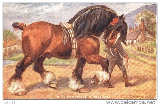 Norah Drummond  -  A Clydesdale Stallion  -   3109 - Chevaux