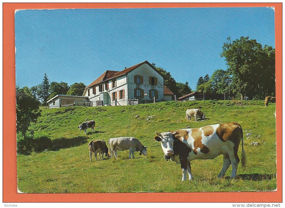 MOL2/381, Chalet Du Mont-de-Baulmes, 12857,pâturage, Vaches, Grand Format, Circulée Timbre Décollé - Baulmes