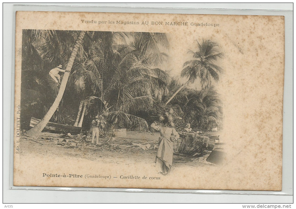 Cpa  Guadeloupe  Pointe-à-Pitre Cueillette De Cocos Vendu Par Les Magasins Au Bon Marché Edit E.Dolivet Paris - Pointe A Pitre