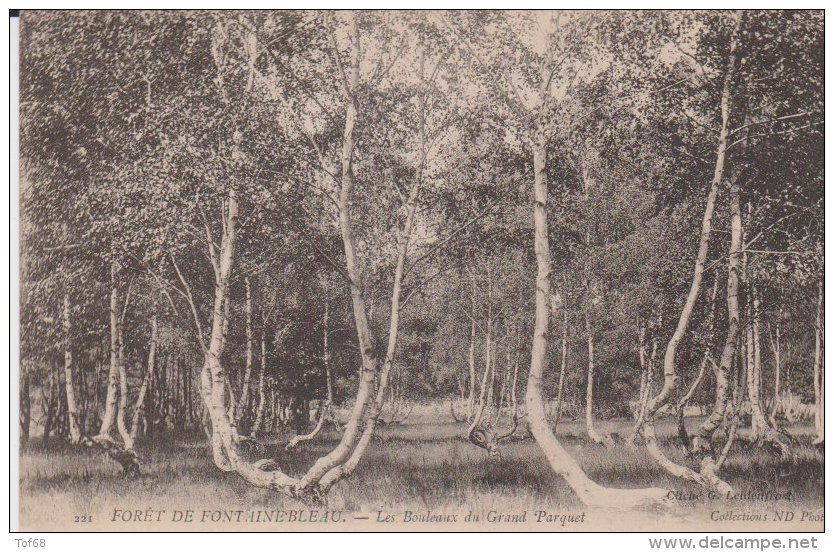 Foret De Fontainebleau 1906 Les Bouleaux Du Grand Parquet - Fontainebleau