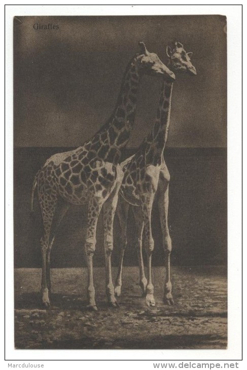 Giraffes. Girafen. - Giraffen