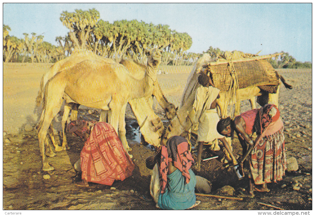 AFRIQUE,territoire Des Afars Et Des Issas,campement Nomade Avant L´indépendance ,devenu Djibouti En 1977,rare - Dschibuti