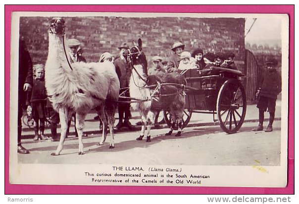 PC9320 Real Photograph Of A Llama Cart - Other & Unclassified