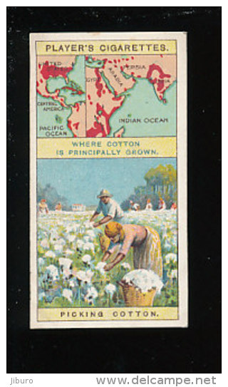 Picking Cotton / Production Cueillette Récolte Du Coton / Champ Agriculture Textile Plante / IM 133 - Player's