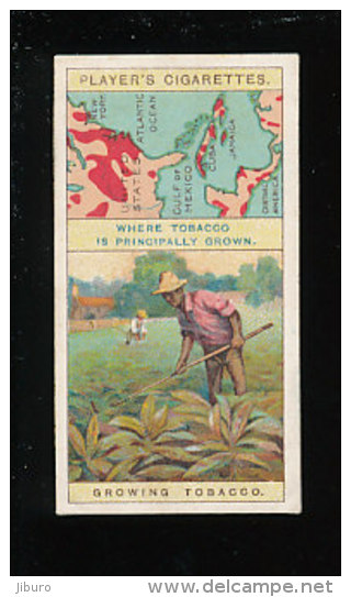 Growing Tobacco / Production Champ Culture Du Tabac / Plante Plantation Agriculture  / IM 133 - Player's