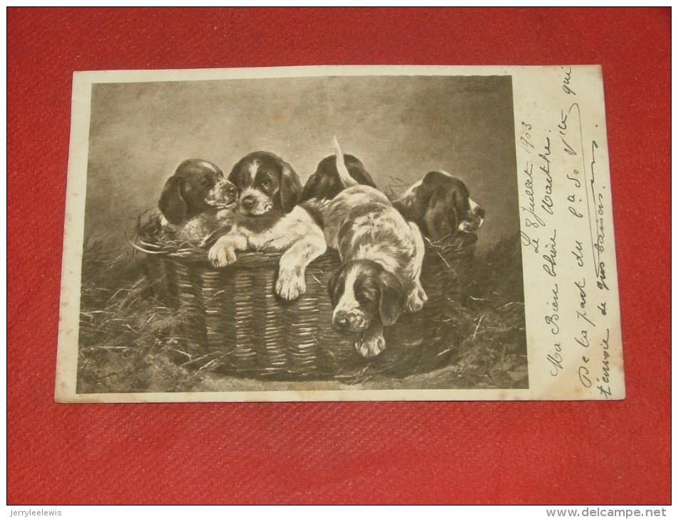 CHIENS    -   1903  - (2 Scans) - Hunde