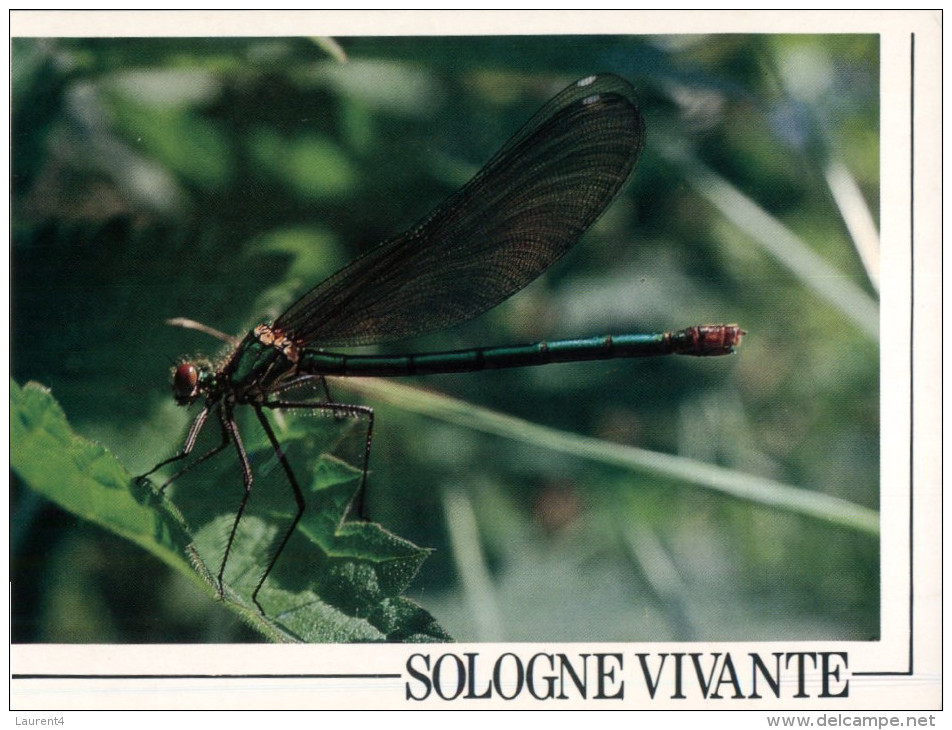 (M&S 117) France - La Demoiselle - Insects