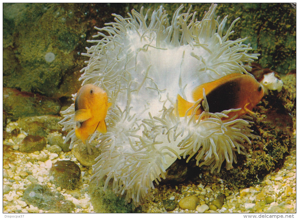 MUSEE OCEANOGRAPHIQUE DE MONACO  -L´aquarium- CLOWN DE FEU - Oceanografisch Museum