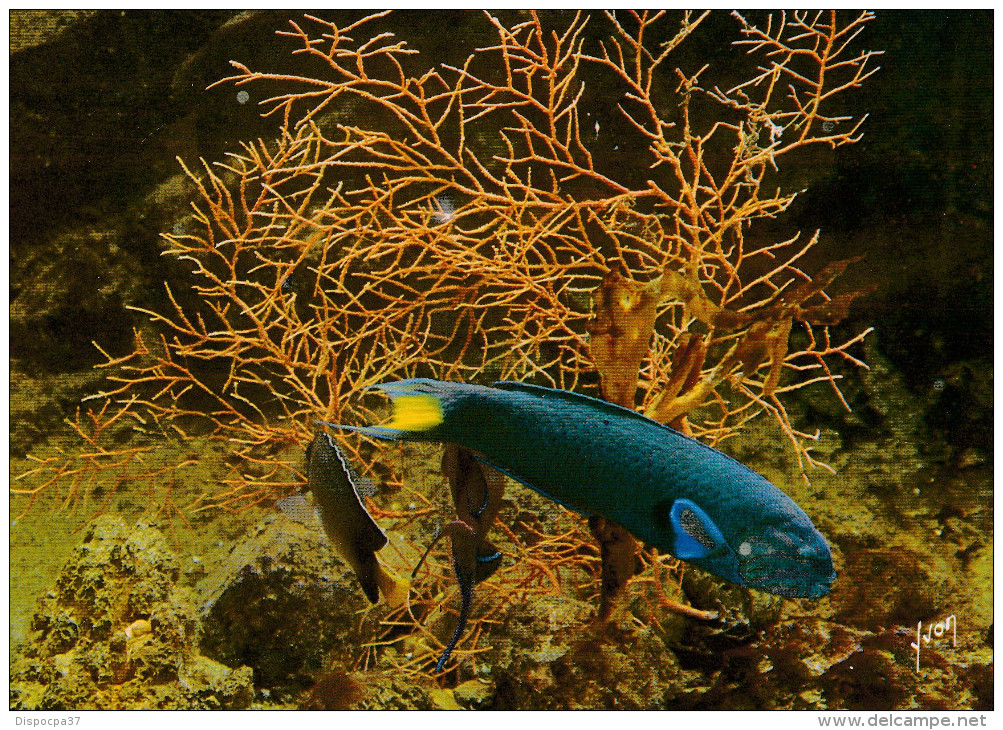 MUSEE OCEANOGRAPHIQUE DE MONACO  -L´aquarium-  GIRELLE EXOTIQUE - Oceanografisch Museum