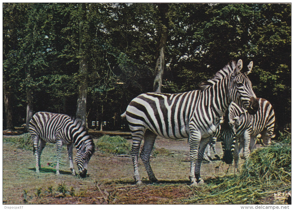 ZEBRES / CHATEAU DE THOIRY - Zebras