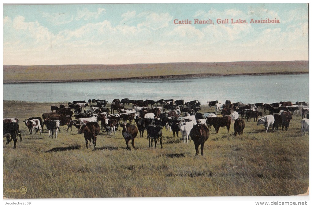 B77526 Cattle Ranch Gull Lake Assiniboia Cow Vache  Canada Scan Front/back Image - Autres & Non Classés