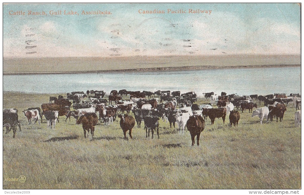 B77756 Cattle Ranch Gull Lake Assiniboia Cow Vaches Canada Scan Front/back Image - Autres & Non Classés