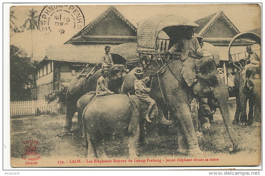 279 Les Elephants Royaux De Luang Prabang Jeune Elephant Tetant Sa Mere Allaitement - Laos