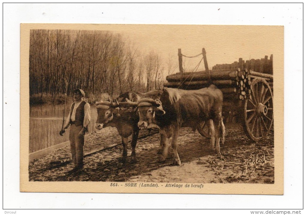 27262  -   Sore    Landes  Attelage De Boeufs  Transport De Bois - Sore