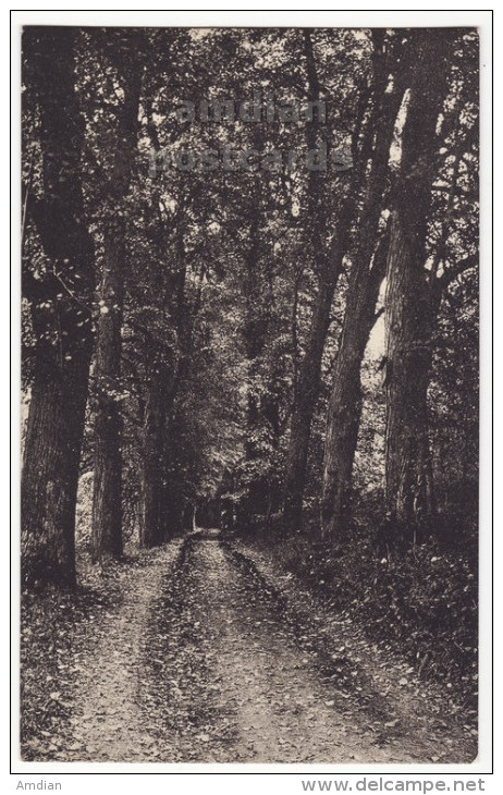 GERMANY - AK Altenburg Thueringen - Partie Aus Der Leina - Forest Pathway - C1910s Vintage Postcard  [7322] - Altenburg