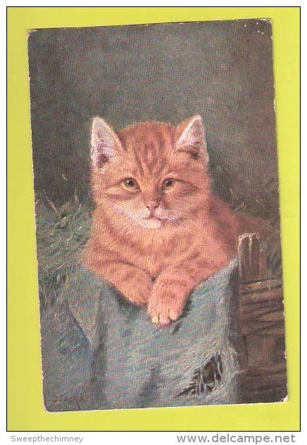Chat CAT CATS   USED 1905 + STAMP TIMBRE - Katten