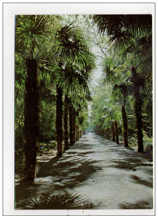 CP 10*15/BC199/ANDUZE BAMBUSERAIE DE PRAFRANCE ALLEE DE PALMIERS TRACHYCARPUS EXCELSA - Anduze