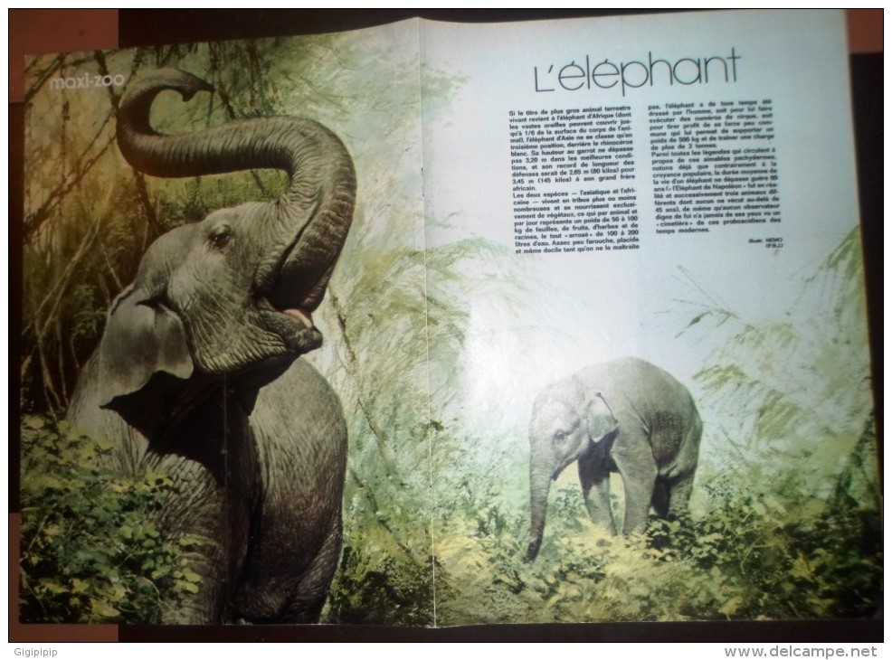 DOCUMENT ANIMALIER ILLUSTRE L ELEPHANT - Collections