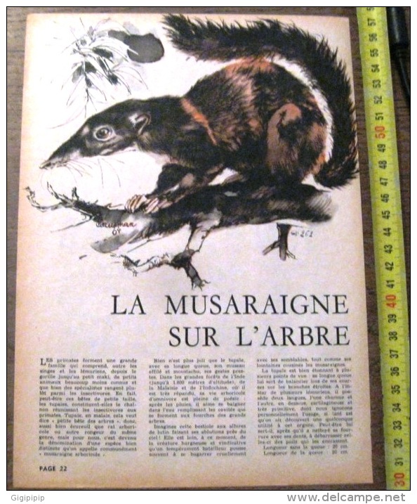 DOCUMENT ANIMALIER ILLUSTRE PAR RENE HAUSMAN LA MUSARAIGNE SUR L ARBRE - Collections