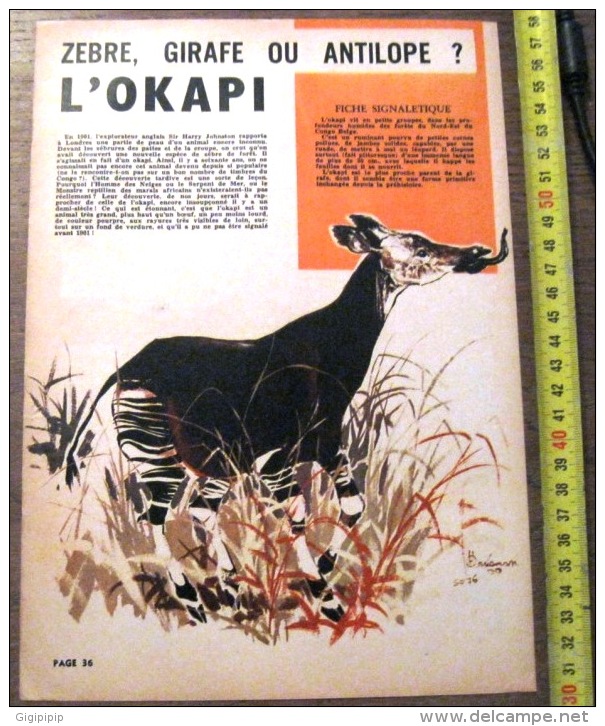 DOCUMENT ANIMALIER ILLUSTRE PAR RENE HAUSMAN L OKAPI - Collections