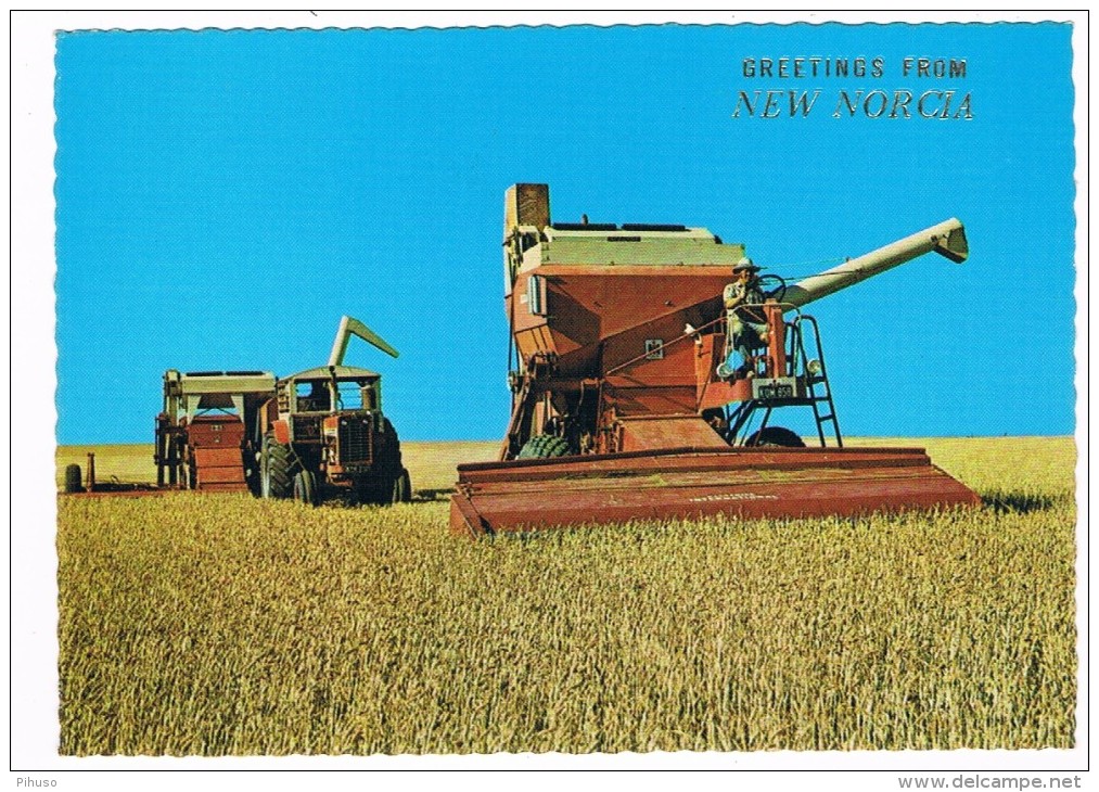 AUS-142   NEW NORCIA : Wheat Harvesting ( Headers, Tractor) - Teams