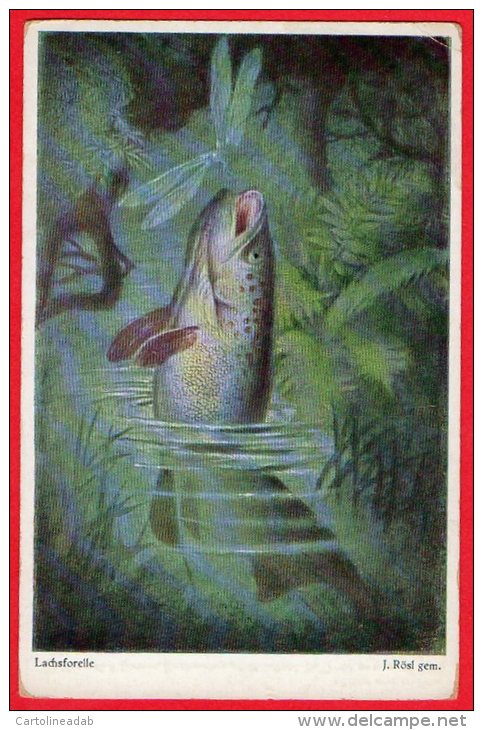 [DC6203] LACHSFORELLE - LA TROTA SALMONATA - Old Postcard - Pesci E Crostacei