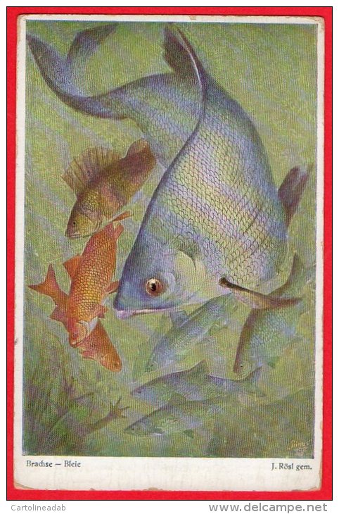 [DC6204] BRACHSE BLEIE - PESCI - Old Postcard - Pesci E Crostacei