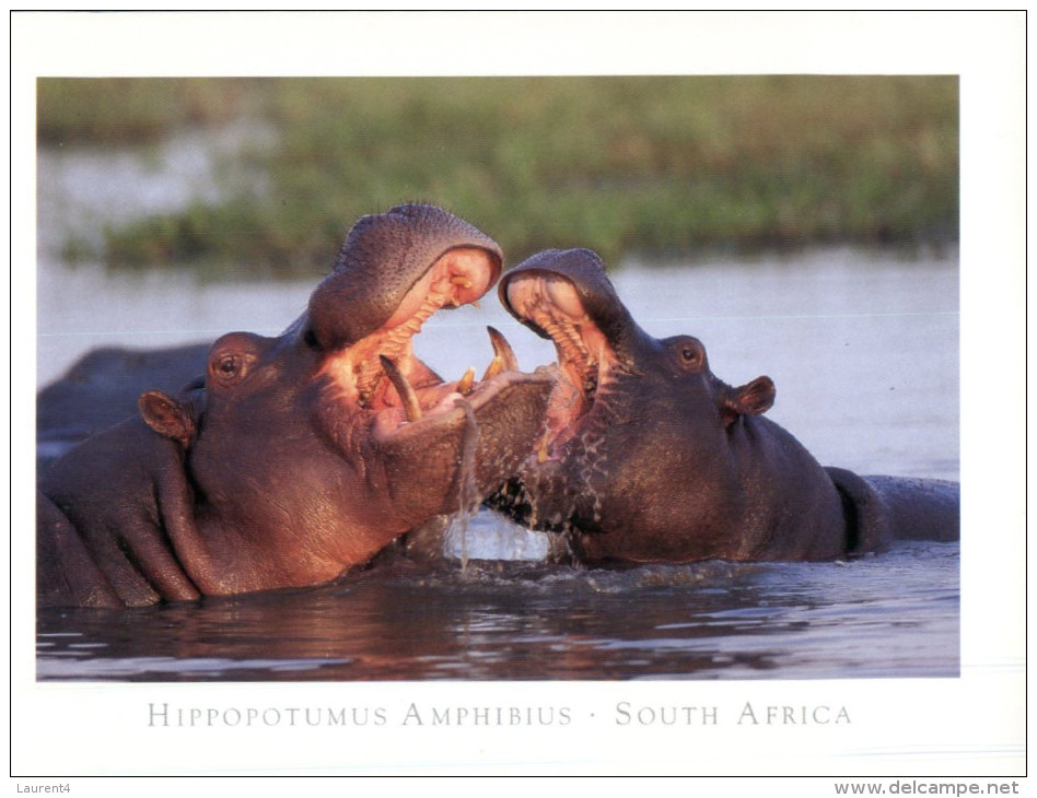 (556) Hippopotamus - Hippopotame - Hippopotamuses