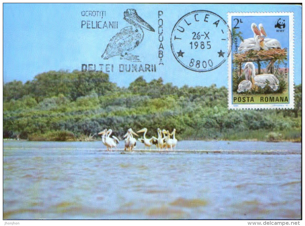 Romania-Maxicard - Birds-  Pelicans ; Pelikane - Pélicans