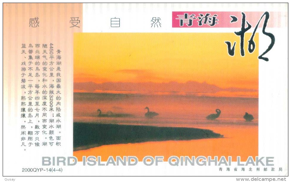 Bird Island Of Qinghai Lake, Swans    ,  Pre-stamped  Card, Postal Stationery - Swans