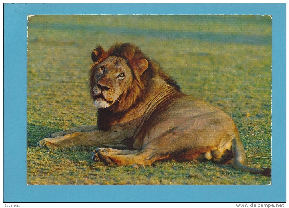 AFRICAN FAUNA - Leão Leone Lion Loewe - Animals - Africa - 2 SCANS - Lions