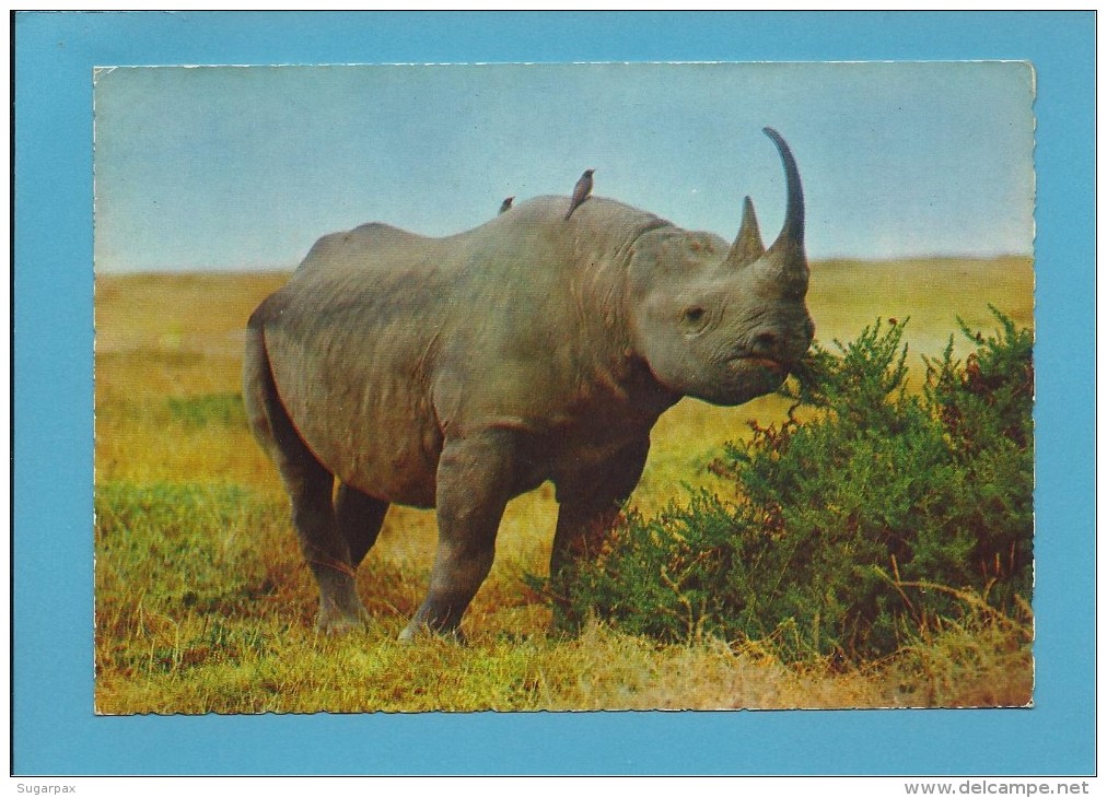 AFRICAN FAUNA - Rinoceronte Rhinoceros Schwarzes - Animals - Africa - 2 SCANS - Rhinoceros