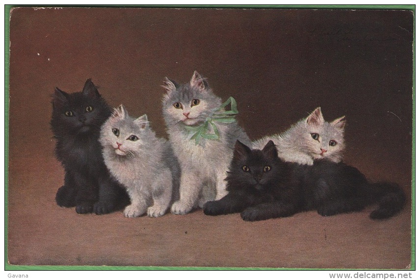 Chatons - Chats