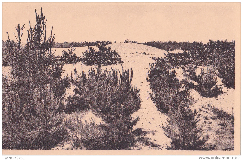 KEERBERGEN : Hoge Duinen - Keerbergen