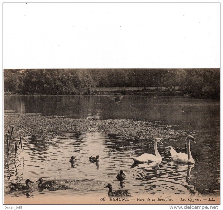 Beaune : Parc De La Bouzaise, Les Cygnes (Lévy Fils Et Cie, LL N°60) - Beaune