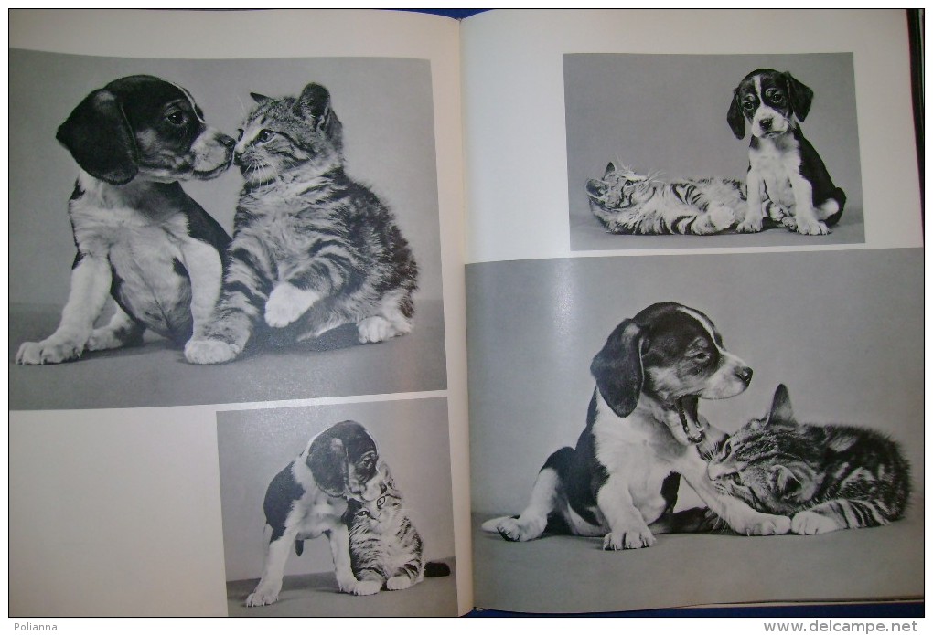 PFT/30 Ylla 85 CHATS Guilde Du Livre Lausanne Anni '50 /GATTI FOTOGRAFIE IN NERO - Animaux De Compagnie