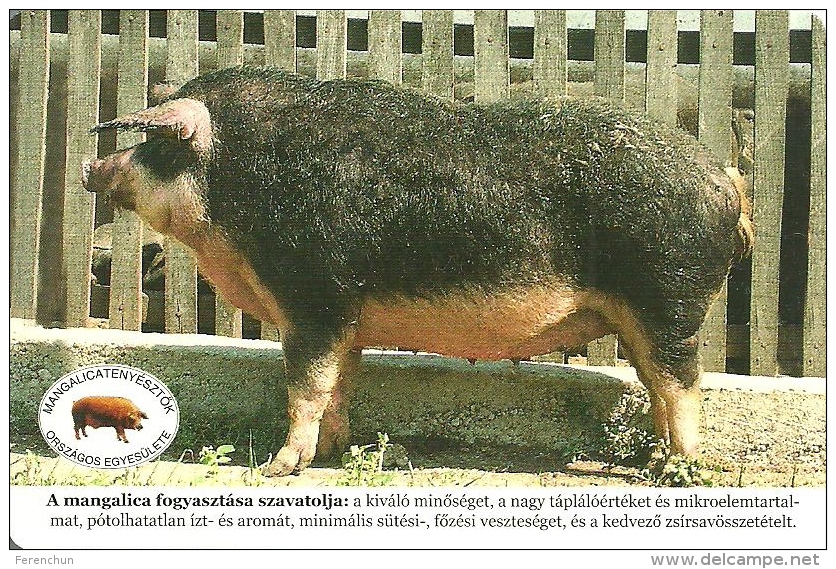 PIG * MANGALITZA * MANGALITSA * ANIMAL * DEBRECEN * ASSOCIATION OF MANGALICA BREEDERS * CALENDAR * MOE 2009 2 * Hungary - Formato Piccolo : 2001-...