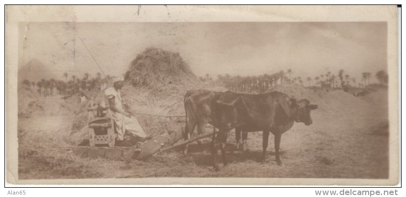'Fellah Working' Cairo Postcard Trust #3, Man Man Farms Equipment, C1910s/20s(?) Vintage Postcard - Personnes
