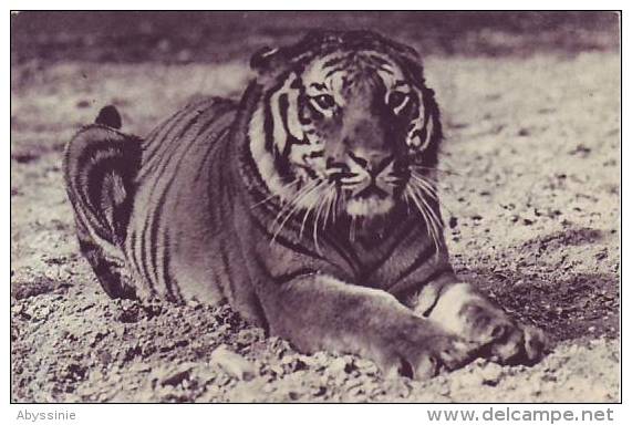 Un TIGRE Du Bengale - D2 66 - Tiger