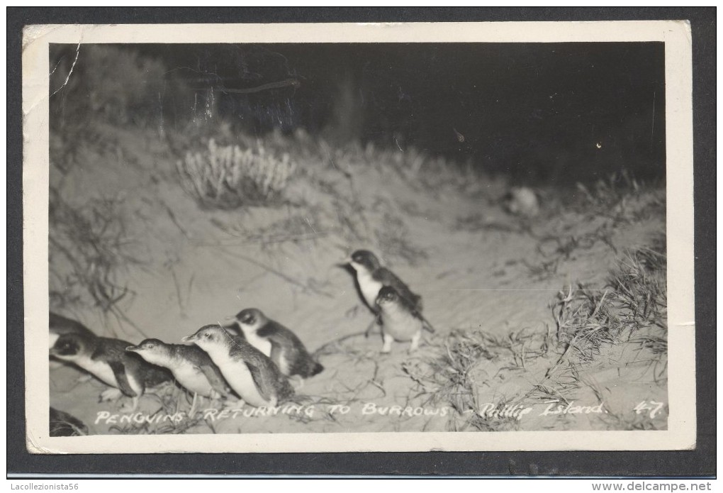 6396-PENGUINS RETURNING TO BURROWS-PAILLIE ISLAND-1938-FP - Other & Unclassified