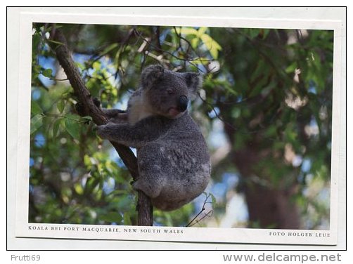 AUSTRALIA - AK 191499 New South Wales - Koala Bei Port Macquarie - Port Macquarie