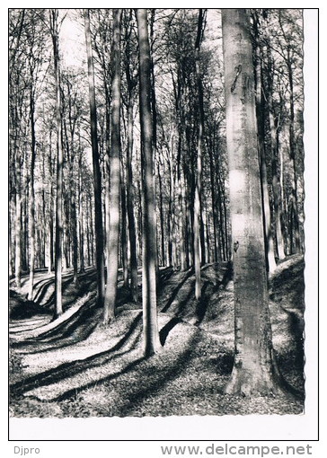 Ligue Des Amis De La Forêt De Soignes - Oudergem - Auderghem