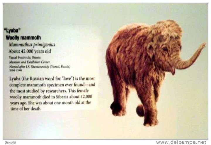 05A  041    @   Fossil  Mammoth Mammuthus   ( Postal Stationery , Articles Postaux ) - Fossielen