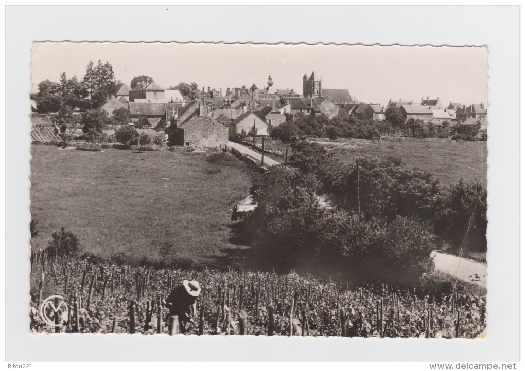 58 - Tannay - Vue Générale N°1015 - Travail Dans La Vigne - 1956 - Photo Collin - Tannay