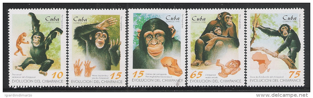 CUBA - 1998 - 5 VALORI NUOVI STL DEDICATI AGLI SCIMPANZE' E SUA EVOLUZIONE - IN BUONE CONDIZIONI. - Chimpancés