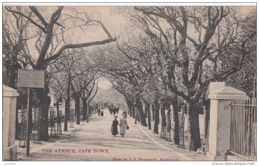 1900 CIRCA - CAPE TOWN - THE AVENUE - Afrique Du Sud