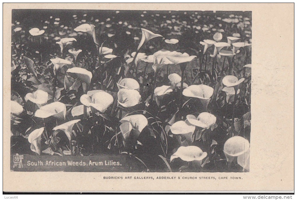 1900 CIRCA - SOUTH AFRICAN WEEDS , ARUM LILIES - Afrique Du Sud