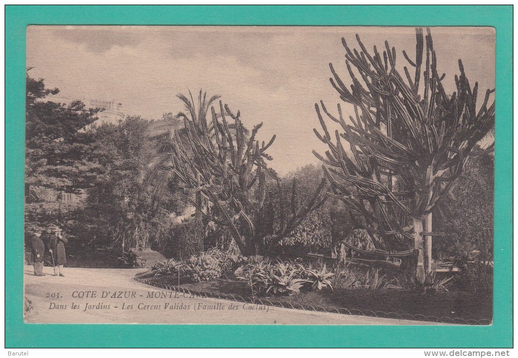 MONTE-CARLO -->  Dans Les Jardins - Les Circus Validas ( Famille Des Cactus) - Jardin Exotique