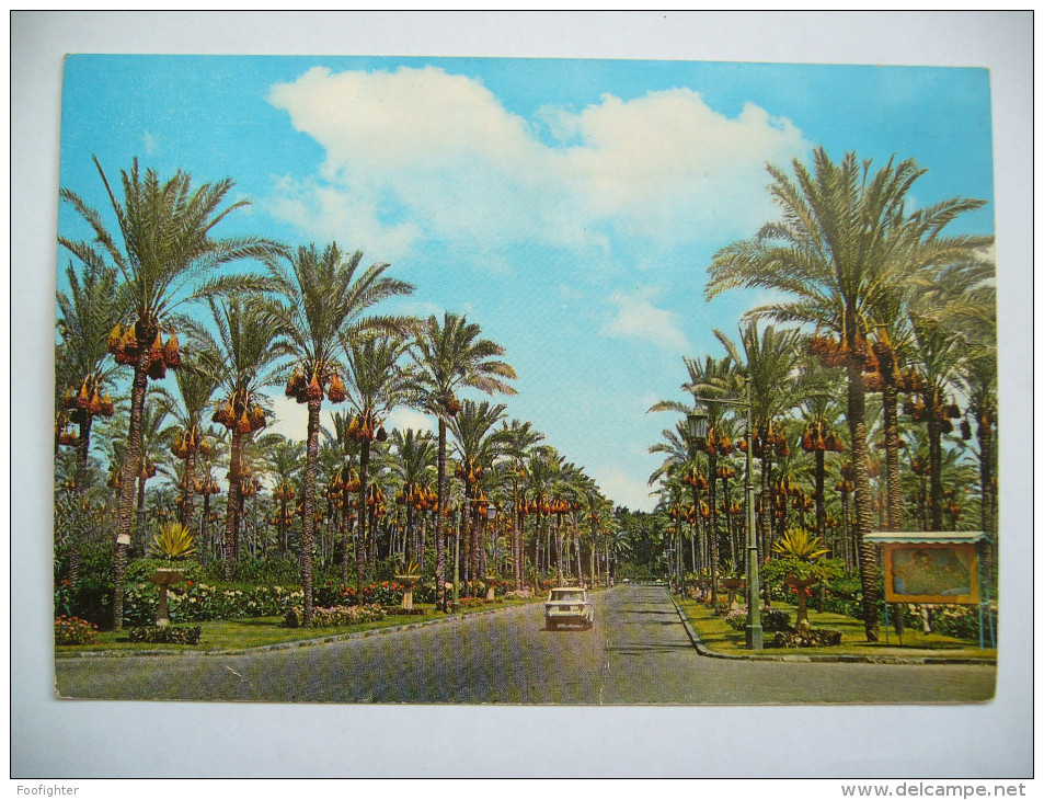 Egypt: ALEXANDRIA - Palmtrees At Montazah Gardens, Palmiers Dans Le Jardin De Montazah - Used 1960s With Stamp - Alexandrie